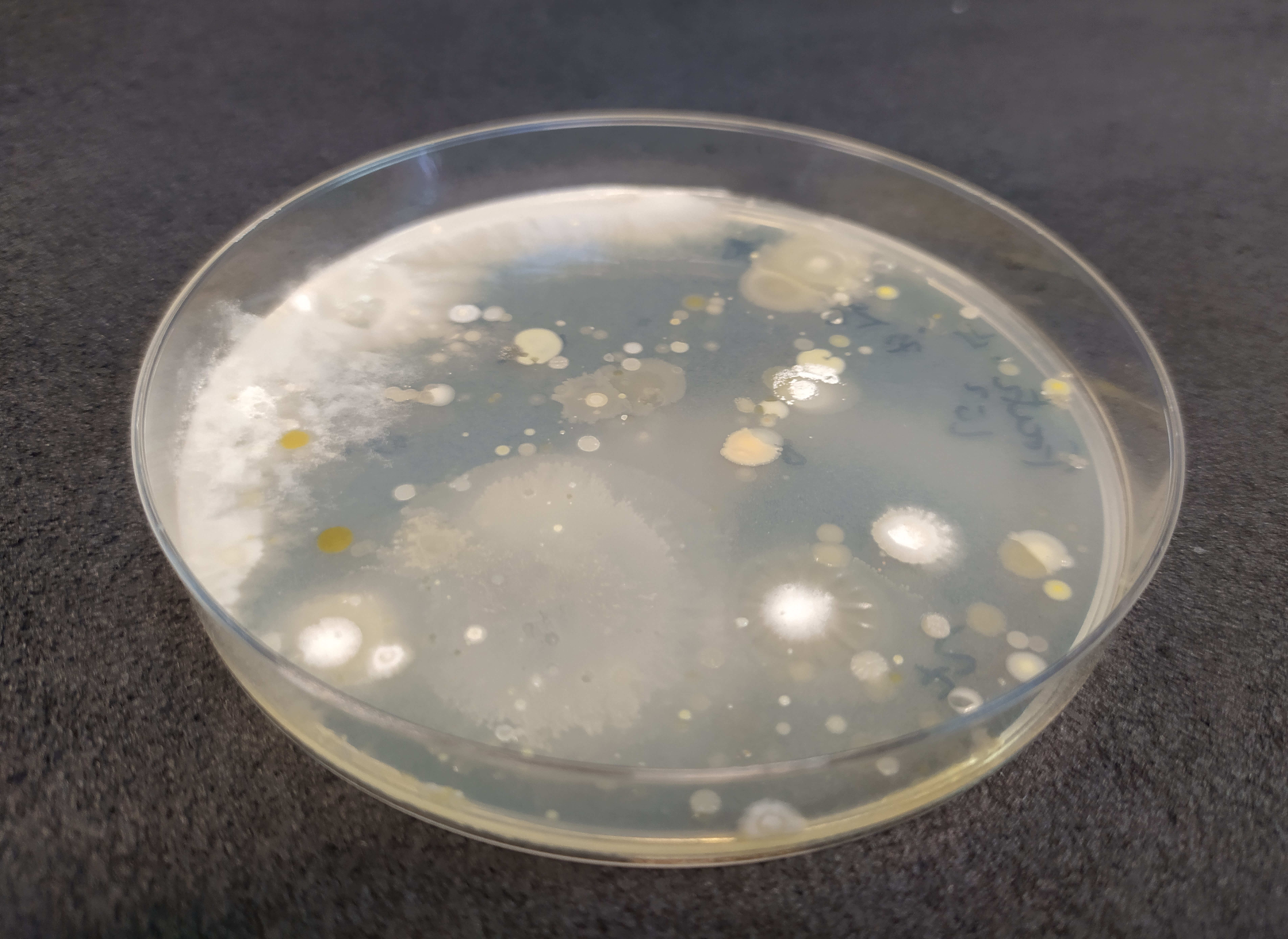 Foto 2. Bacterias rizosfricas fijadoras de nitrgeno cultivadas en laboratorio