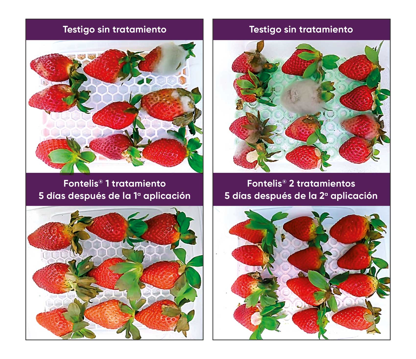 Comparativa de cultivo de fresa sin tratamiento (imagen superior) y con tratamiento con Fontelis (imagen inferior)...