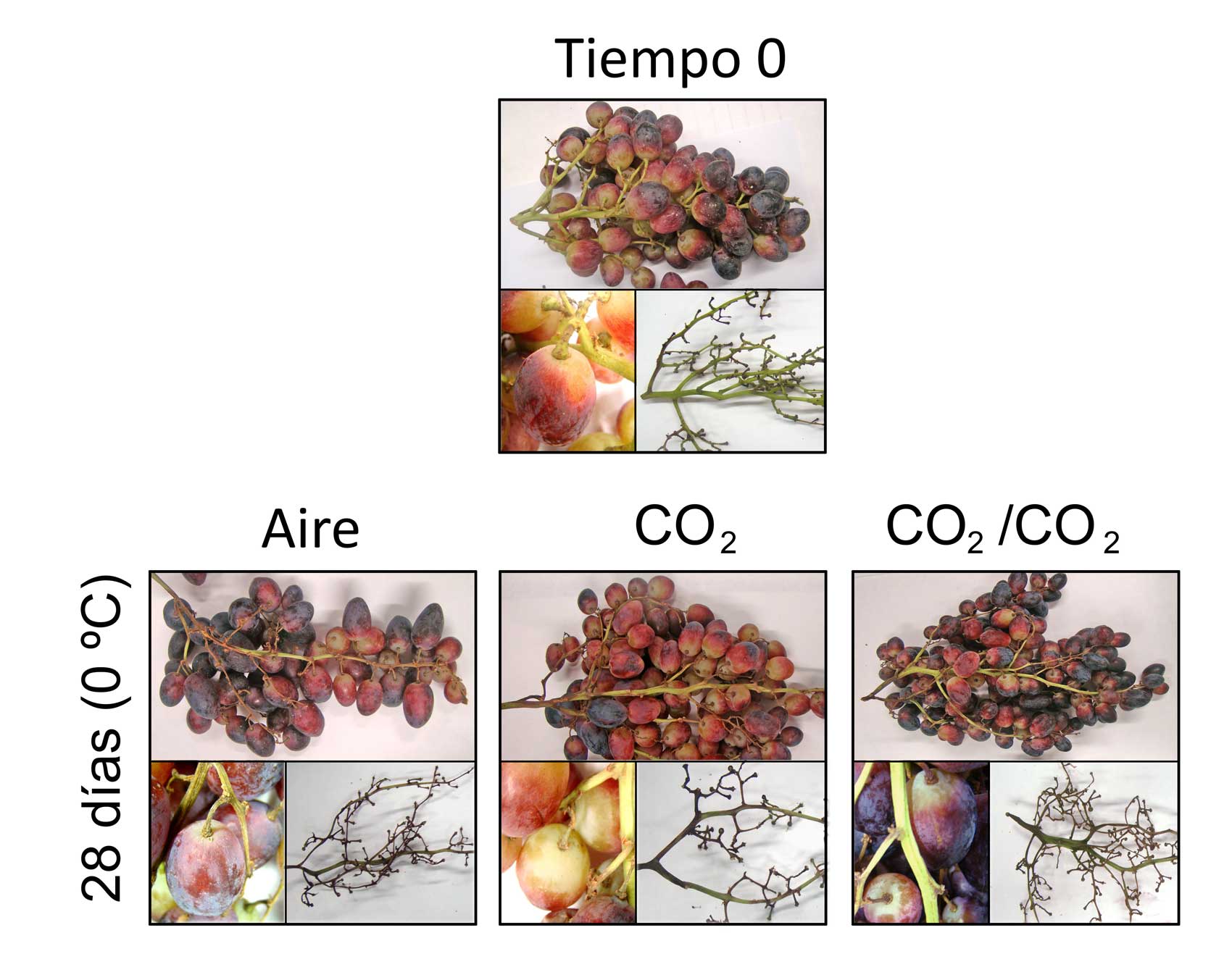 Figura 1. Apariencia de racimos de uva Autumn Royal tratados y no tratados con altas concentraciones de CO2 durante la conservacin a 0 C...
