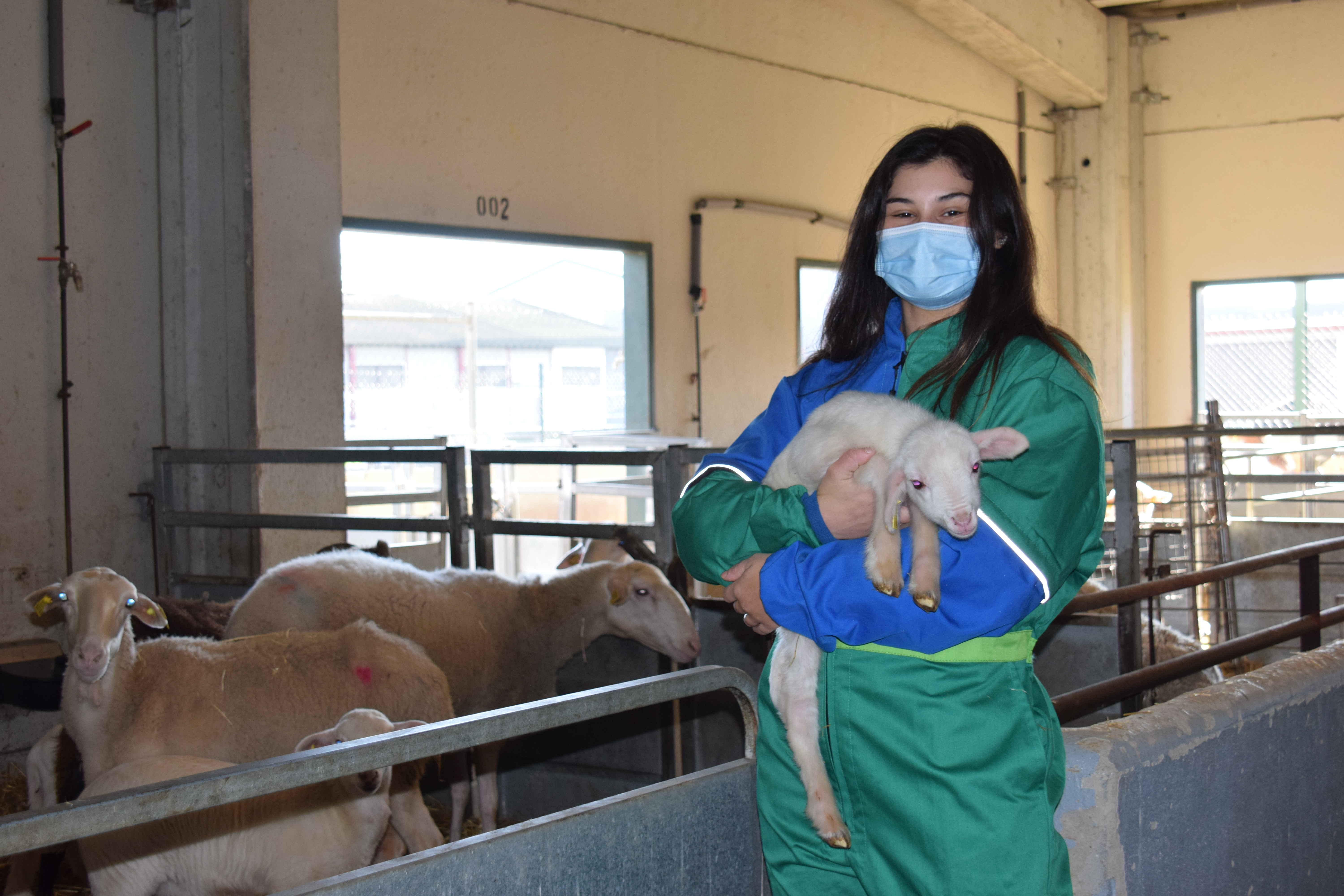 Nadia Oualit, en un momento de trabajo dentro del Servicio Cl�nico de Rumiantes