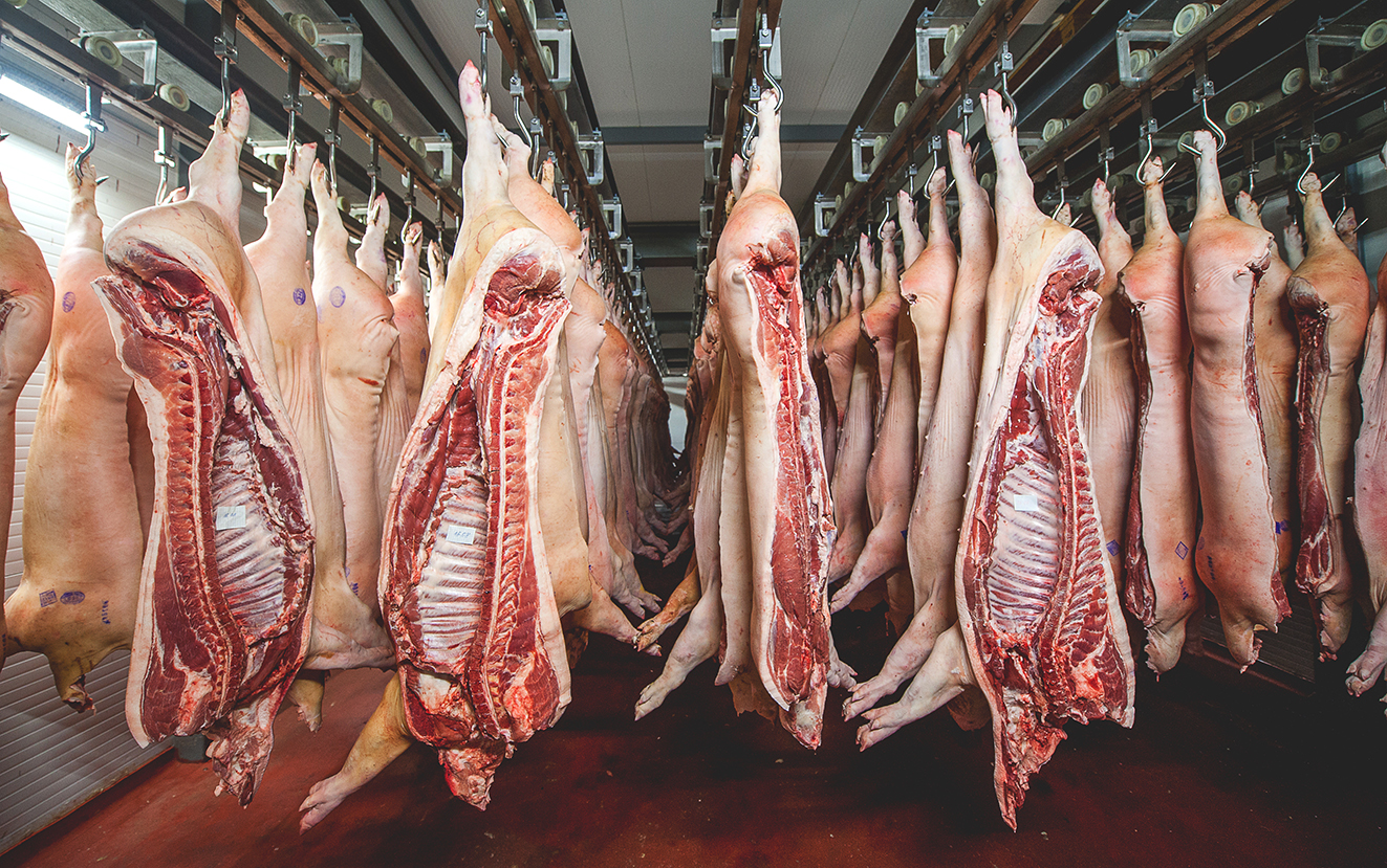 Medias canales de cerdo preparadas para el despiece en una sala refrigerada