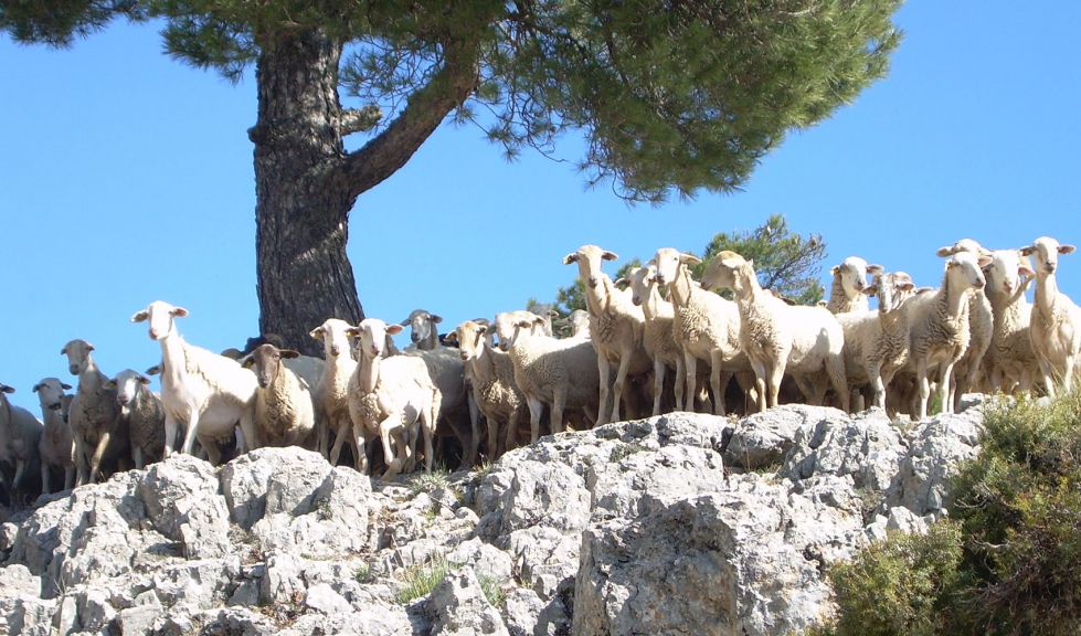 Rebao de la raza ovina Segurea