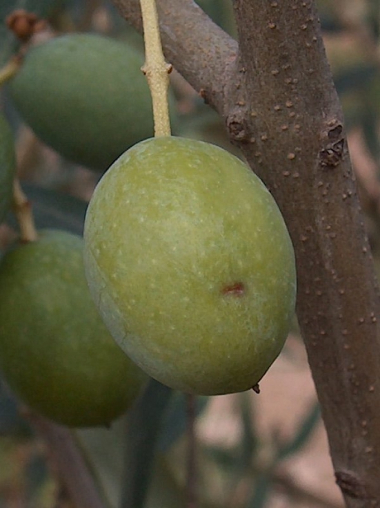 Olivo afectado por la mosca del olivo (bactrocera oleae)