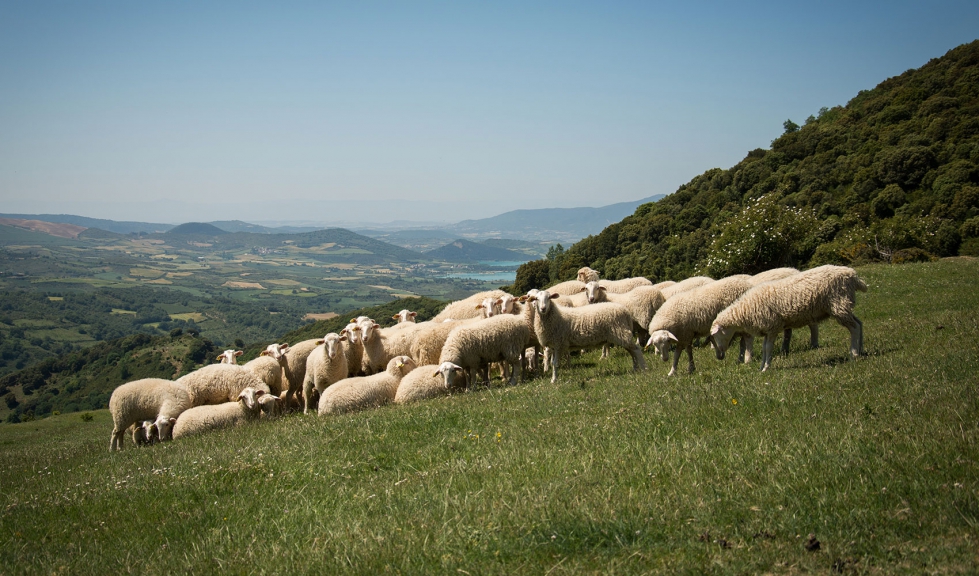 Rebao de raza ovina Navarra