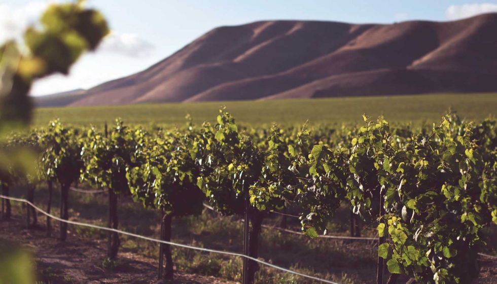 Debido al impacto del hongo mildiu, muchas bodegas han perdido el 50% de la produccin, siendo la via ecolgica la ms afectada por el parsito...