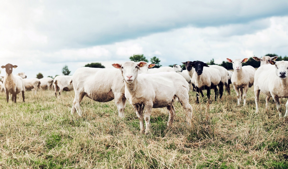 El Reino Unido es la primera potencia del sector de ovino de carne