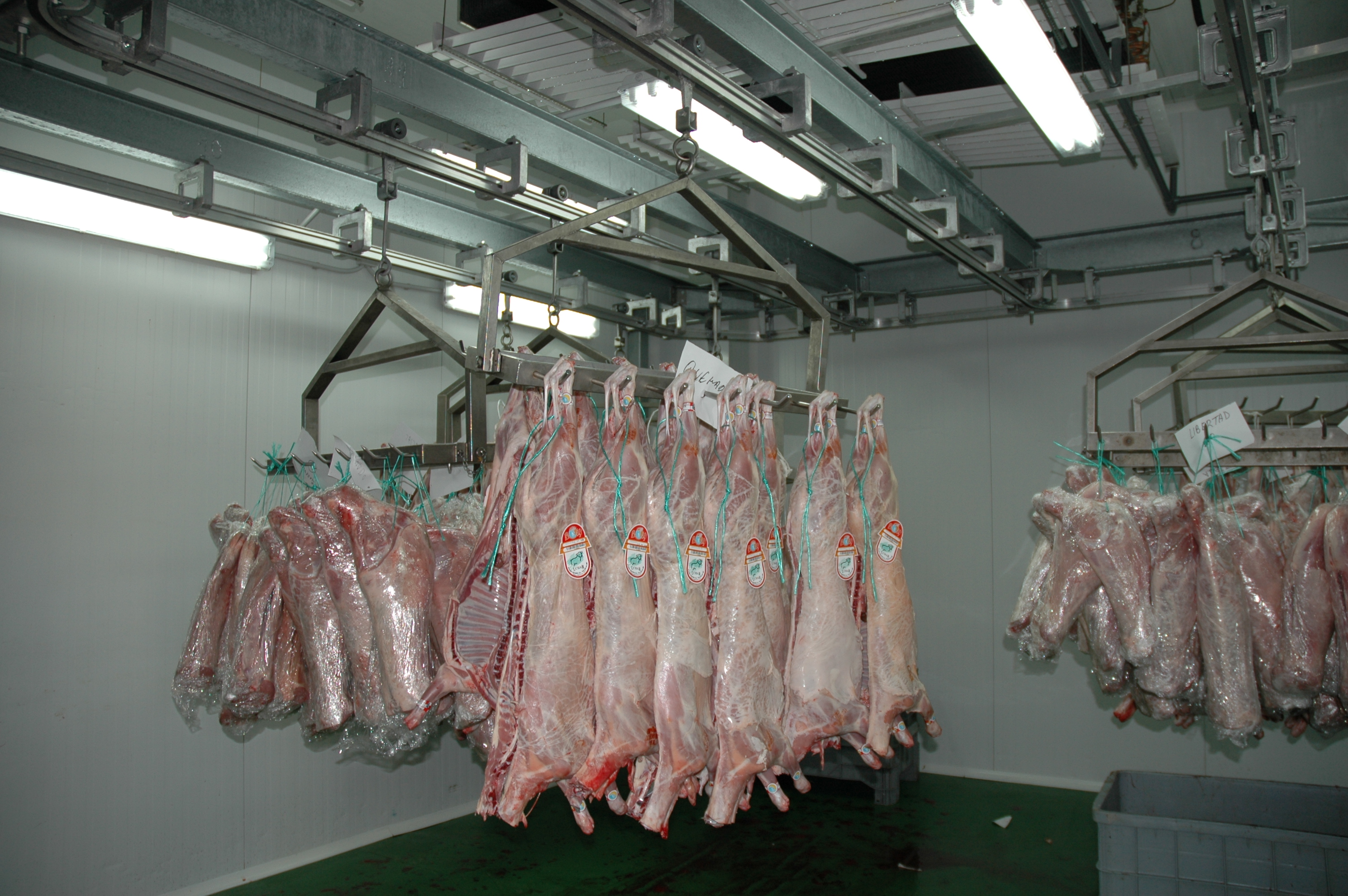 Canales de ovino sacrificados en el matadero de la cooperativa Colear de Aranda de Duero