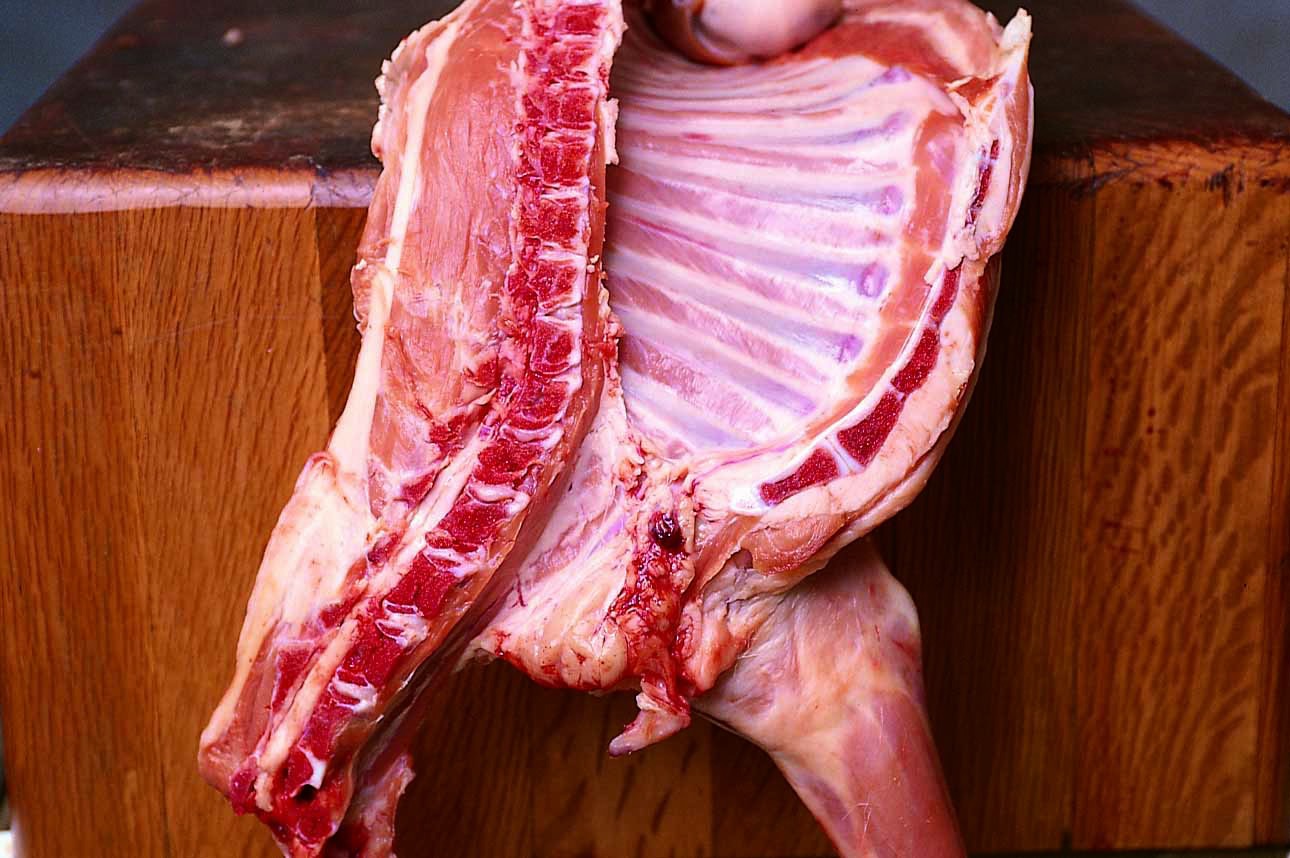 Cuarto delantero de una canal de cordero lechal