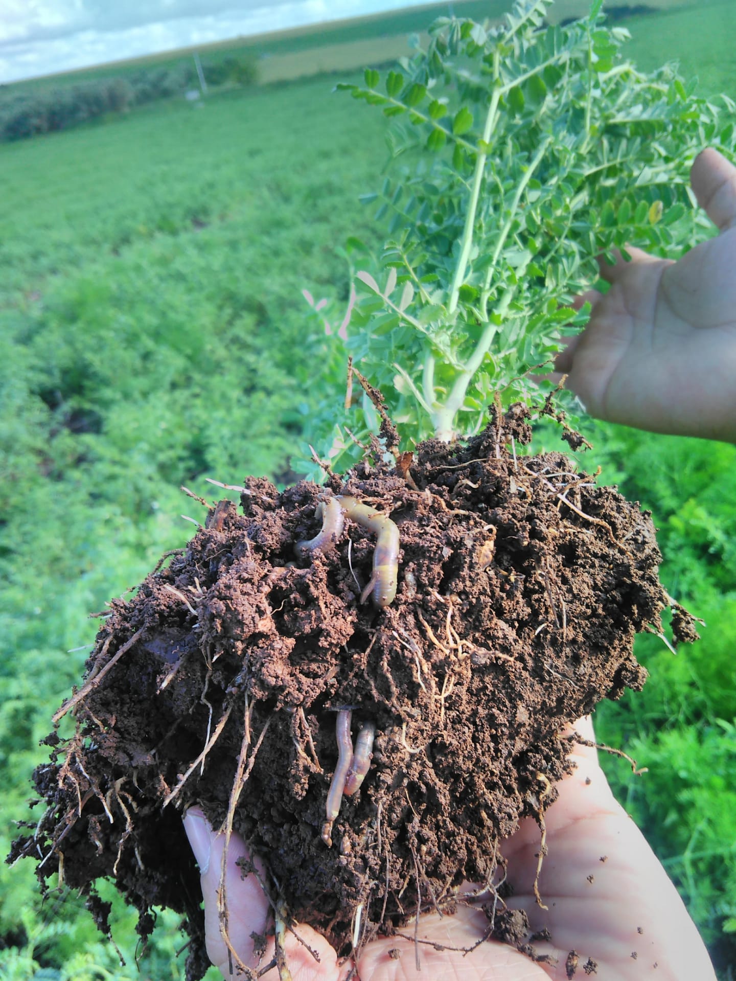 Planta de gro-de-bico Casal Vouga e a biodiversidade do solo