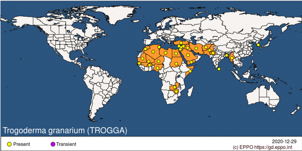 Mapa de incidencia de Trogoderma granarium en el mundo