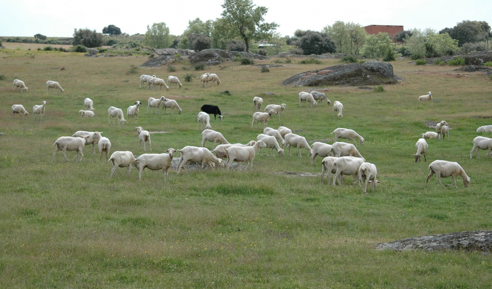 Rebao de ovinos en extensivo