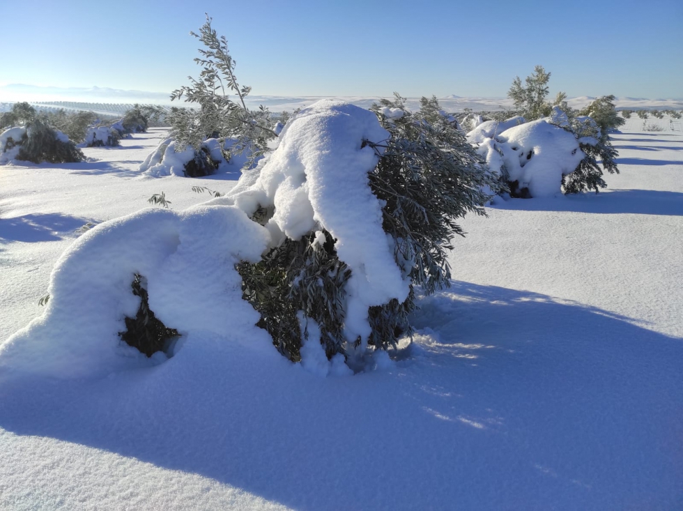 Plantacin de olivos daada por la nieve. Foto: Unin de Uniones