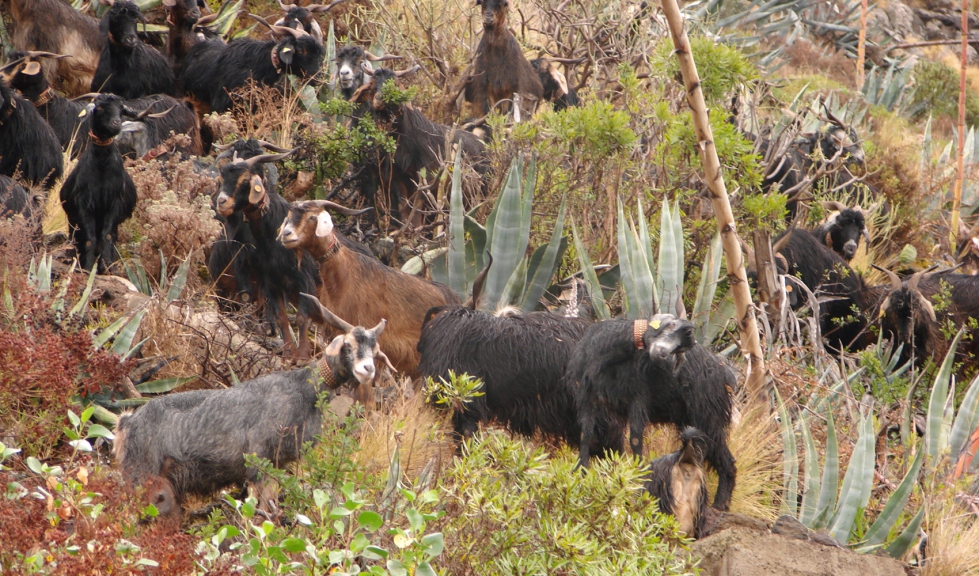 Cabras de raza Tinerfea pastan en una zona rocosa de la isla
