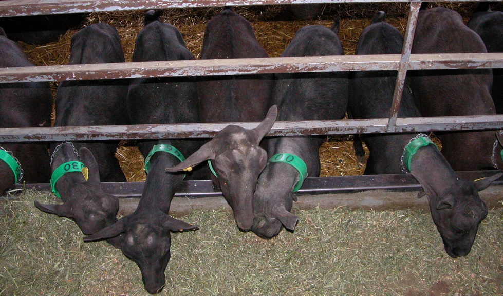 Cabras de raza Murciano-Granadina se alimentan en una explotacin intensiva