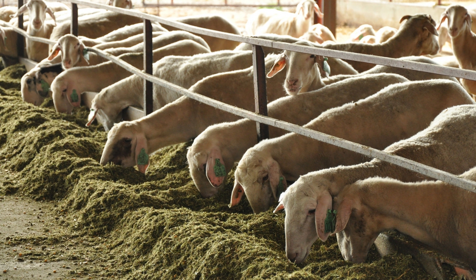 Ovejas lecheras de raza Assaf consumen unifeed en una explotacin ganadera