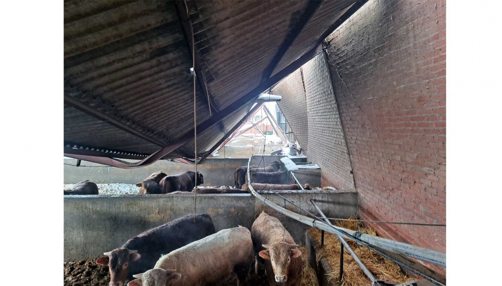Explotacin de vacuno de carne ubicada en la Comunidad de Madrid derrumbada por los efectos de la borrasca Filomena