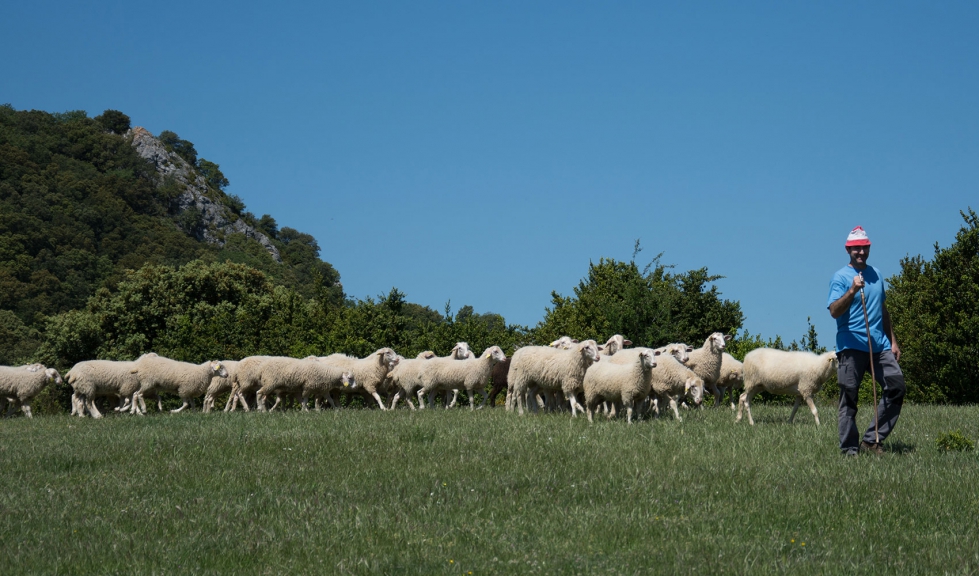 Un pastor navarro transita por el monte con su rebao de raza ovina Navarra