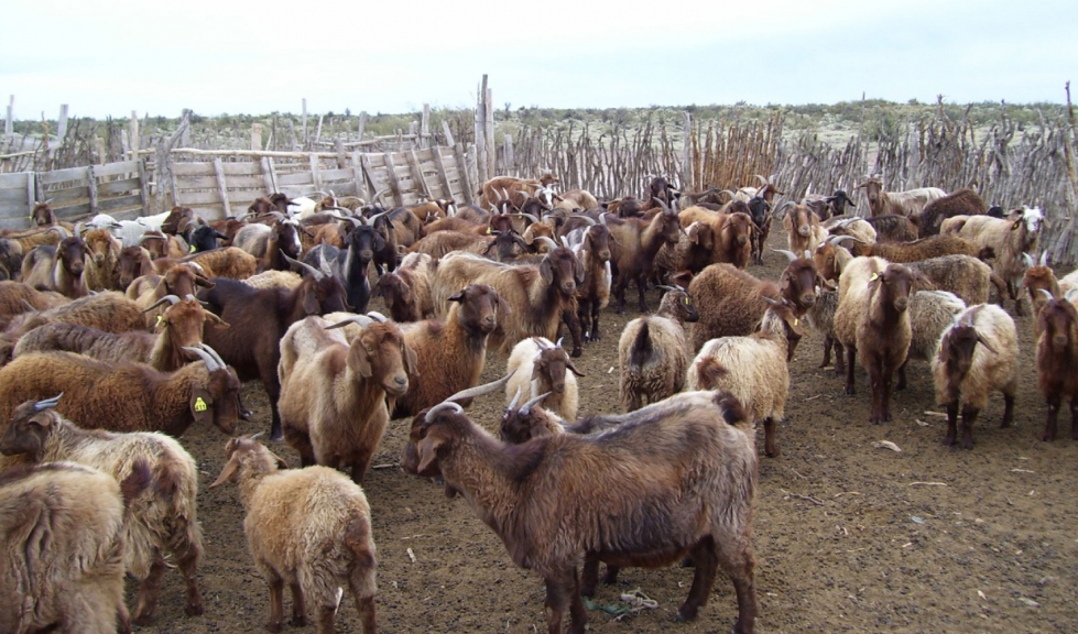 La peste de los pequeos rumiantes afecta a ovinos y caprinos y est distribuida por varias regiones del planeta