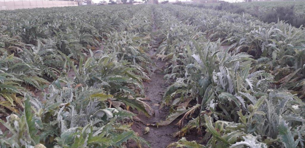 Campo de alcachofa afectado por las bajas temperaturas. Fuente: ASAJA