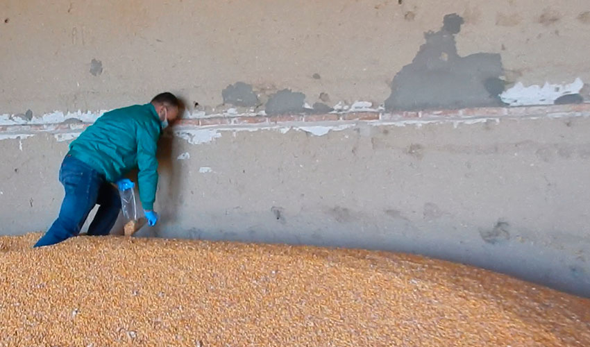 Foto 3. Toma de muestra en almac�n de grano, con especial hincapi� en las zonas m�s cercanas a las paredes