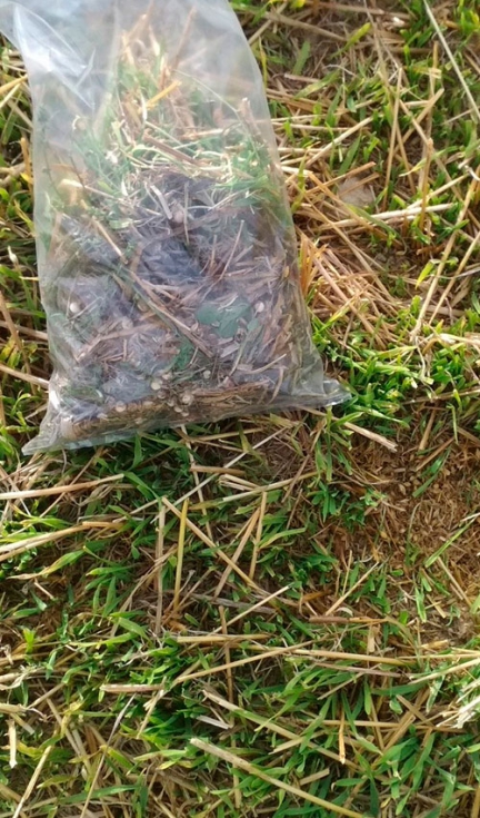 Foto 4. Toma de muestra en campo (rastrojera), recogiendo restos de forraje y de grano