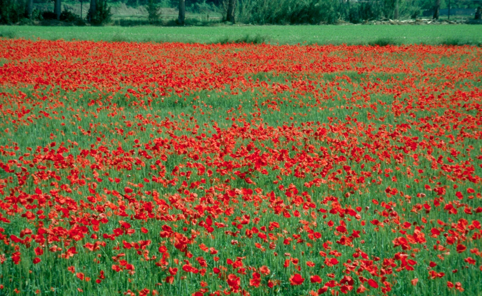 Parcela de cereal con fuerte presi�n de amapola (Papaver rhoeas)