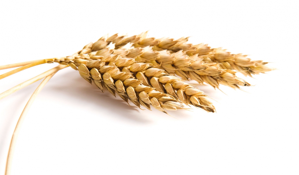 La subida de los cereales tambin se observa en fuertes incrementos anuales