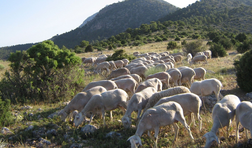 Rebao de ovejas de raza Segurea