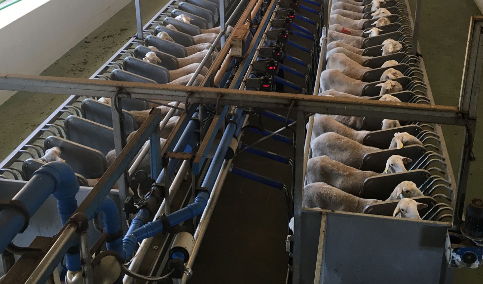Sala de ordeo en una explotacin de ovino de leche de raza Manchega