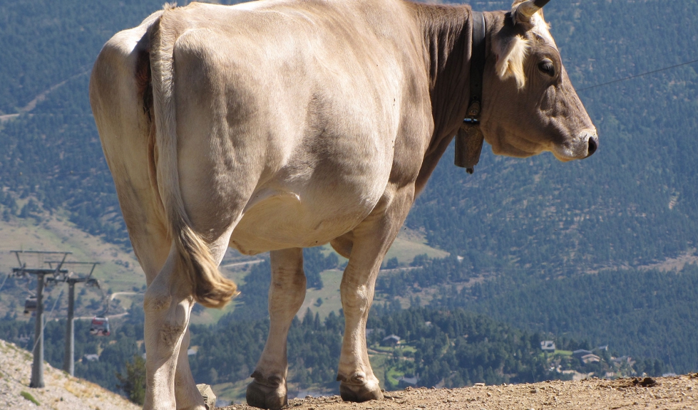 Una vaca transita por una zona de montaa