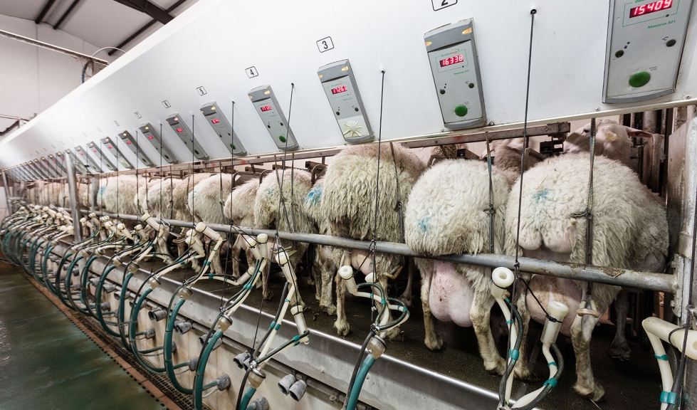 Orde�o en una explotaci�n de la raza ovina Assaf