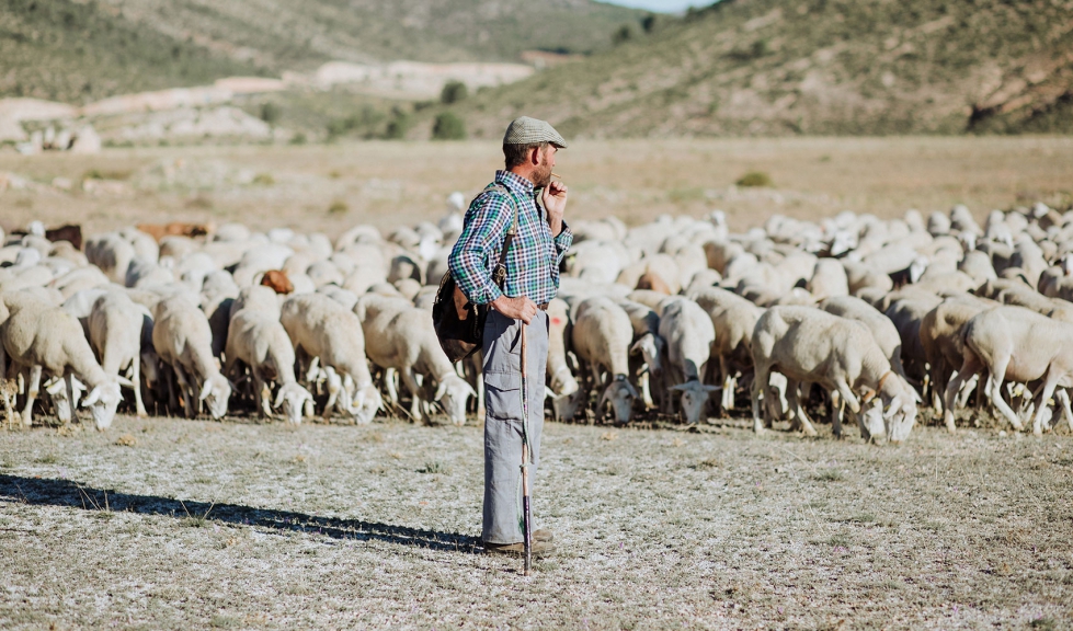 Pastor con su rebao de ovejas