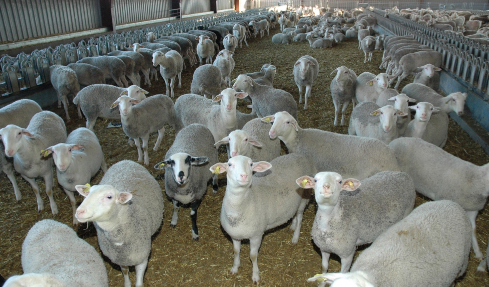 Ejemplares ovinos en una explotacin de Castilla y Len
