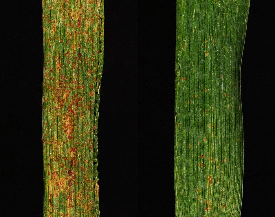  esquerda: trigo sem proteo;  direita: trigo protegido contra a ferrugem. Foto: Universidade de Minnesota, EUA