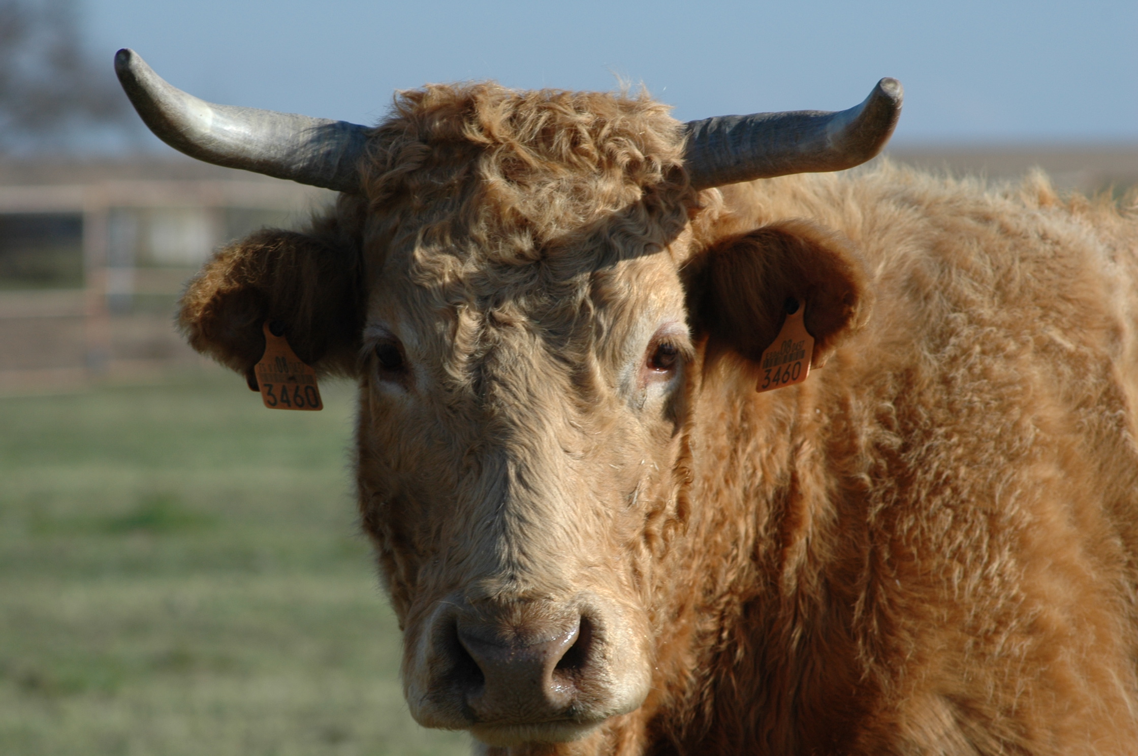 Vaca de carne en una explotación de Salamanca