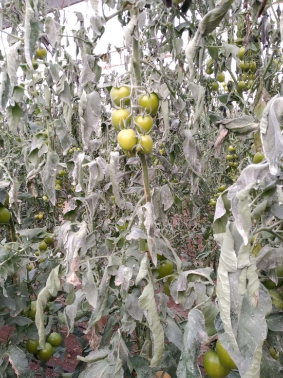 Muchos cultivos de invernadero han resultado muy afectados por las bajas temperaturas de finales del 2020 y enero del 2021 en Espaa...