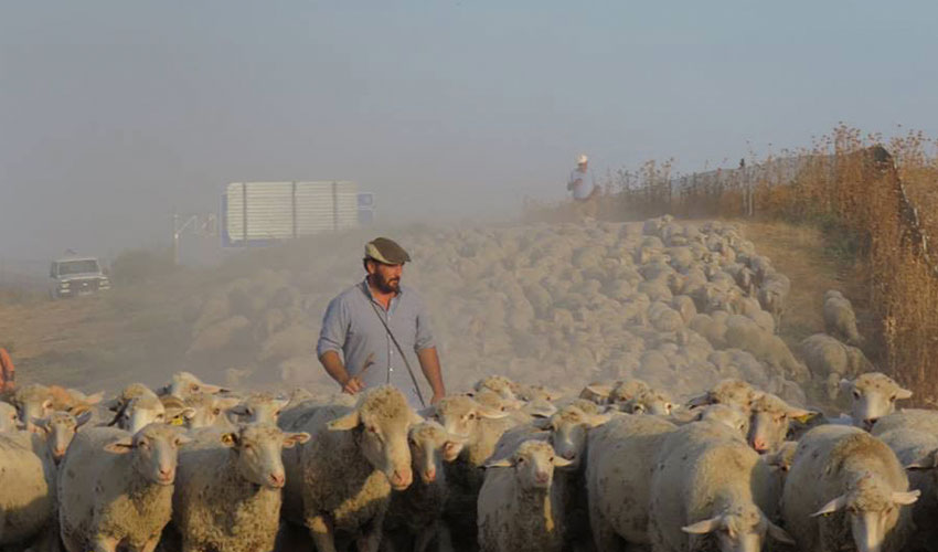 Felipe Molina, con sus ovejas de raza Merina