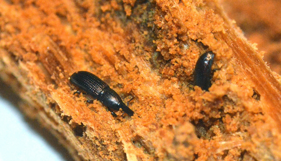 El escarabajo de la madera, un nuevo en vivienda - Madera