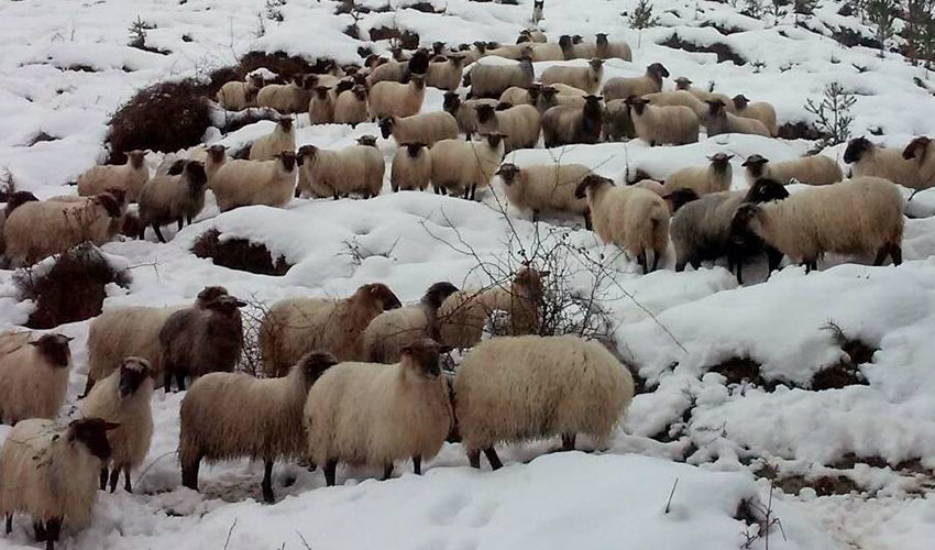 Ovejas de raza Latxa Cara Negra en un paisaje nevado del norte de Espaa