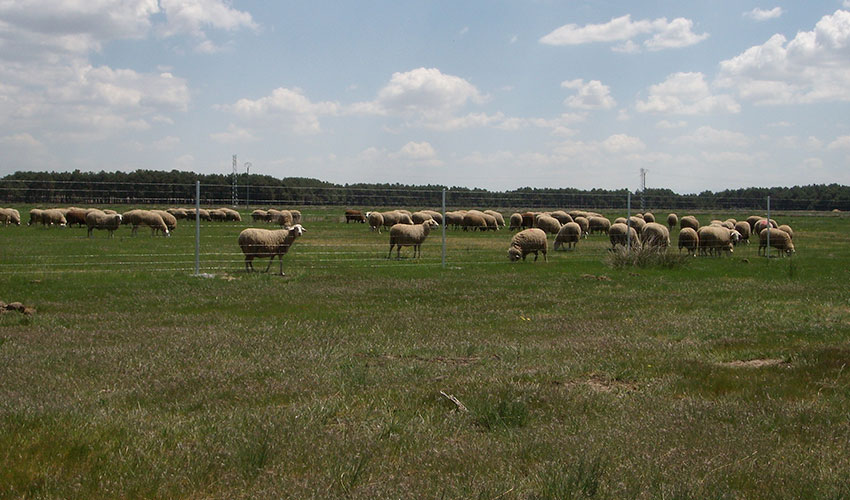 Rebao de ovejas en el campo
