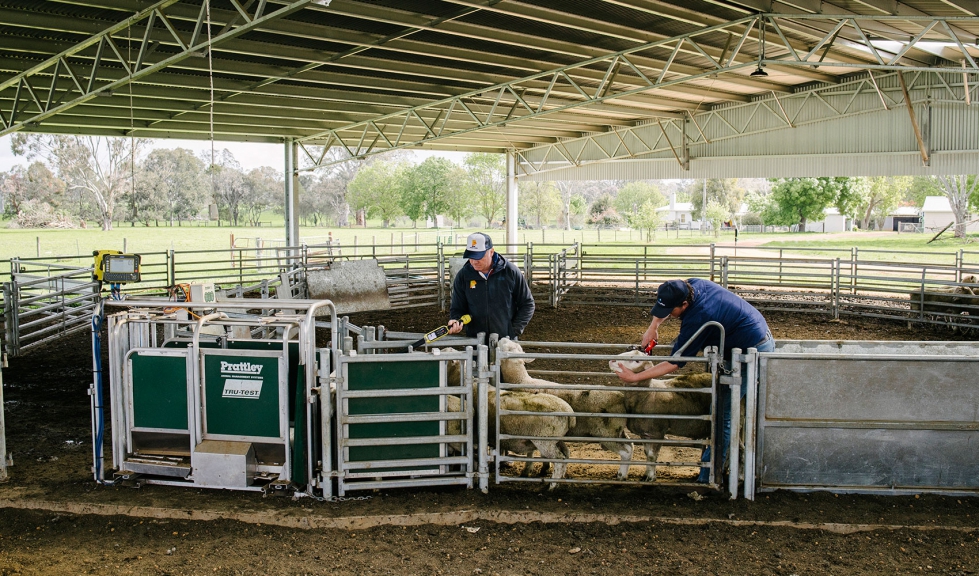 Proceso de crotalar los corderos, identificar a los animales y pesarlos con la b�scula Tru-Test