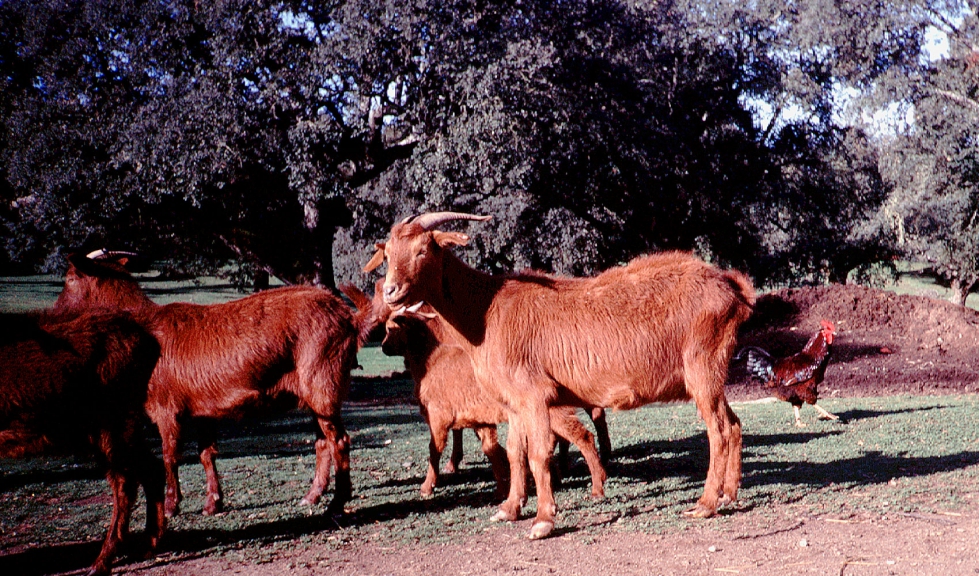 Ejemplares de Retinta, raza caprina autctona de Extremadura