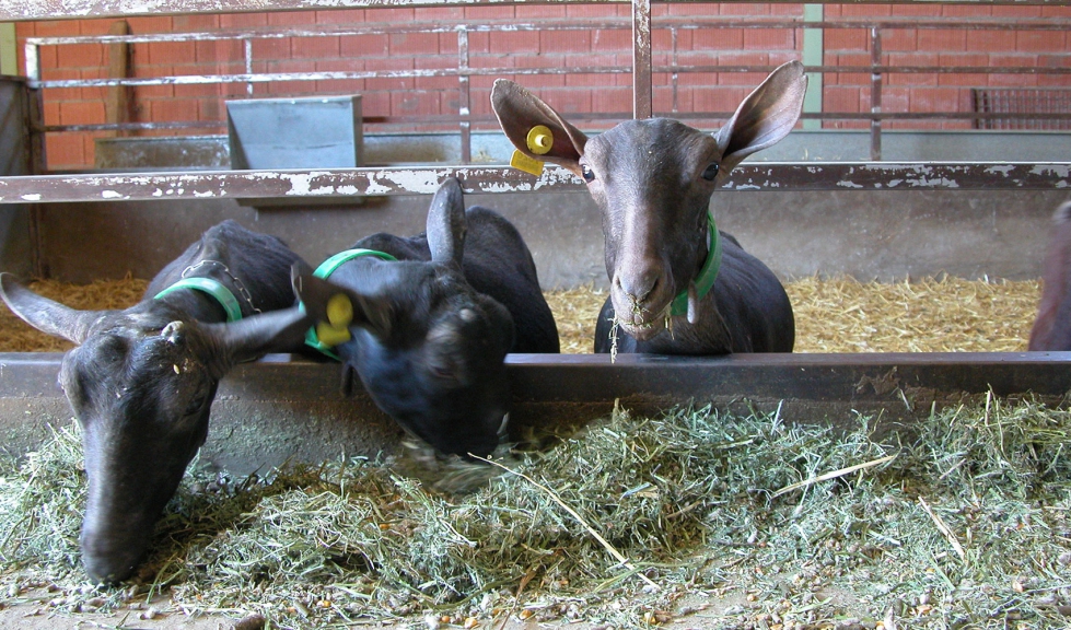 Cabras de raza Murciano-Granadina se alimentan en una explotacin