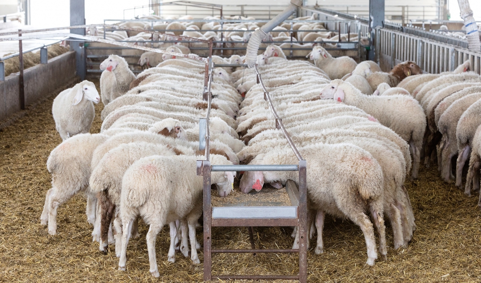 Un lote de ovejas se alimenta en una explotacin con la racin distribuida en una vagoneta