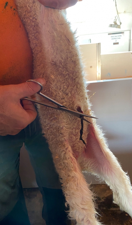 Corte del cord�n umbilical en diagonal