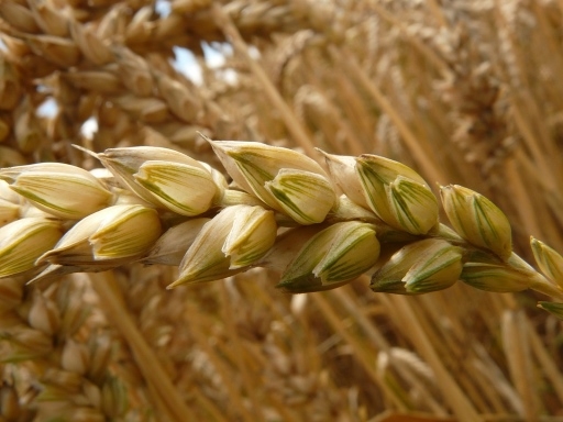 Espiga de trigo madura a punto para la recoleccin