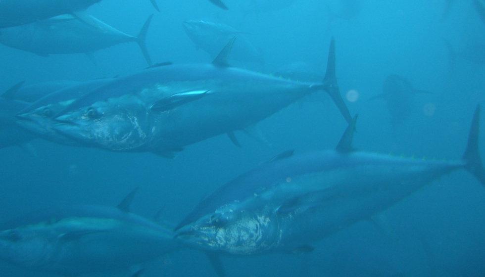 La temporada de pesca de at�n rojo se abre un mes antes con respecto a a�os anteriores...