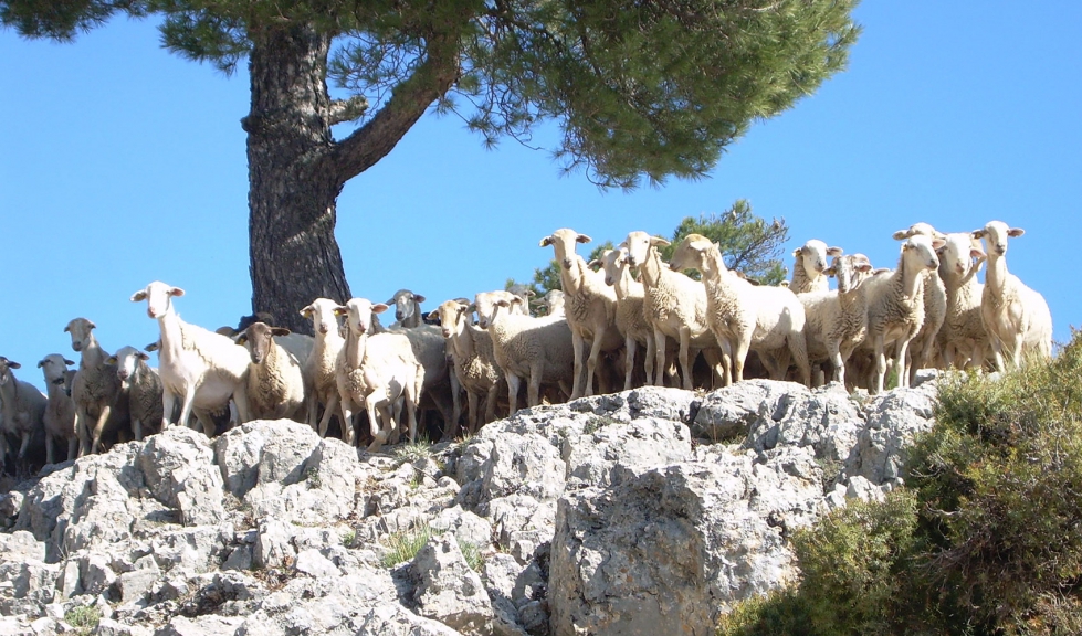 Ovejas de raza Segurea