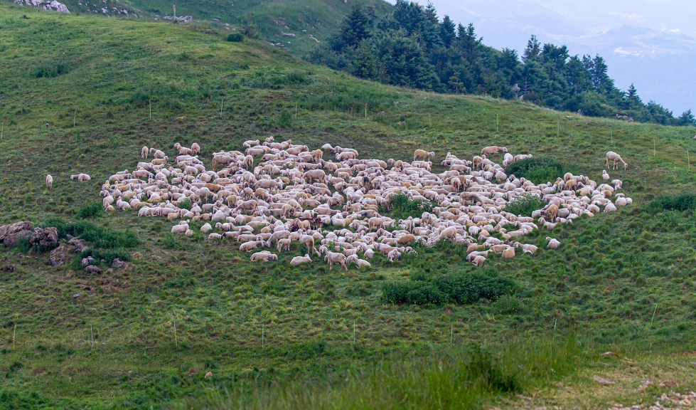 Rebao de ovejas en un monte