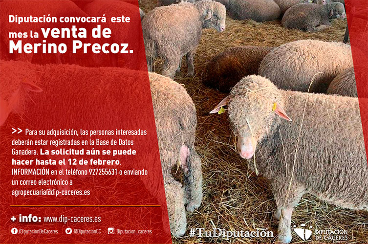 Cartel promocional de la subasta de la Diputación de Cáceres Cartel promocional de la subasta de la Diputación de Cáceres